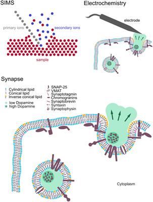 Chemical Imaging and Analysis of Single Nerve Cells by Secondary Ion Mass Spectrometry Imaging and Cellular Electrochemistry